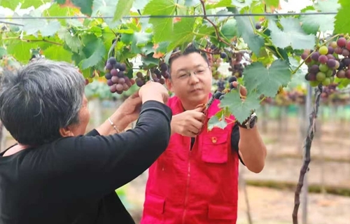 八年爱心接力，五亩葡萄园串起残疾夫妻养老梦